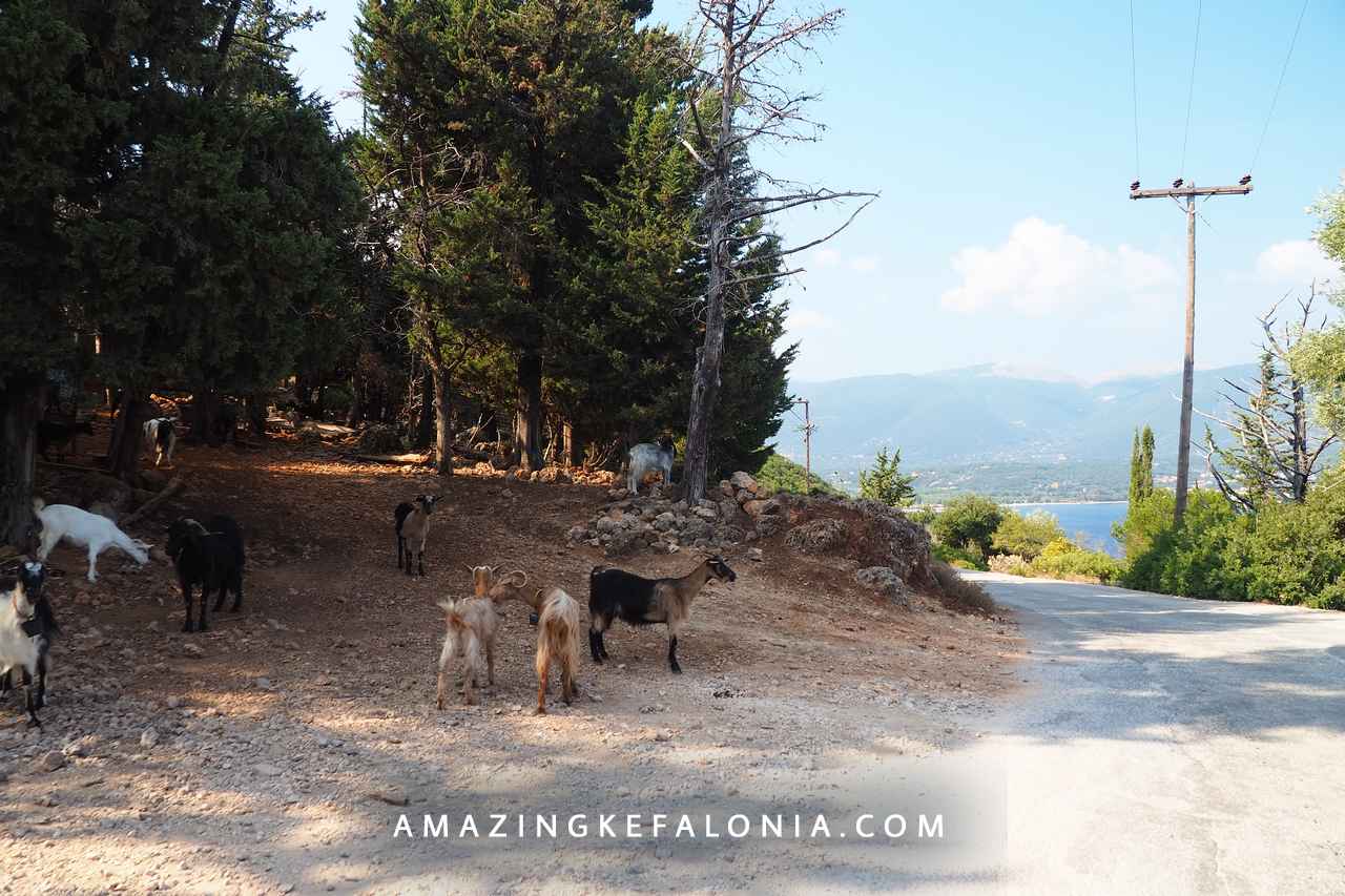 Road to Antisamos beach from Sami with goats