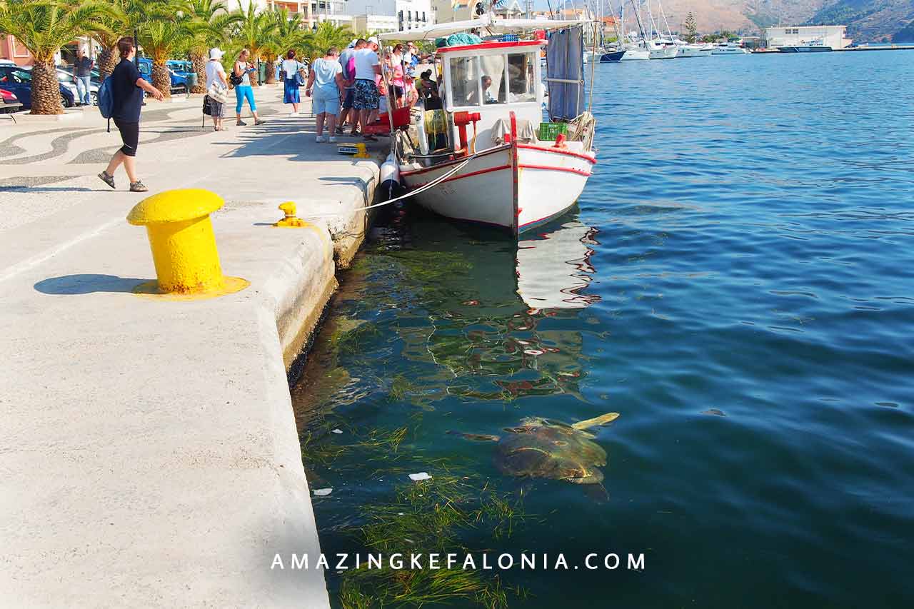 Best spot for watching turtles in Kefalonia