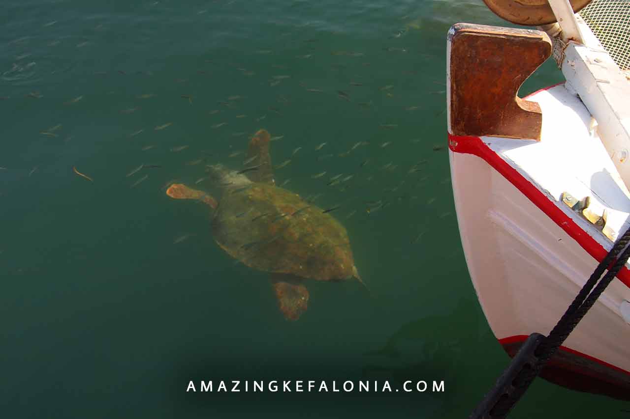 Caretta Caretta turtles of Kefalonia Island