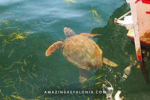 Cephalonia turtles