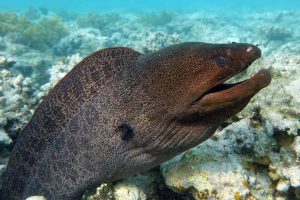 Moray eel can bite