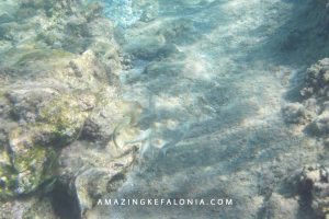 Fishes in Cephalonia