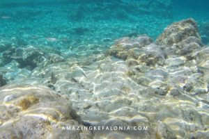Fishes when snorkeling and diving in Ionian Sea Cephalonia