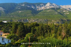 Flora of Kefalonia island in Greece Abies Cephalonica Ainos