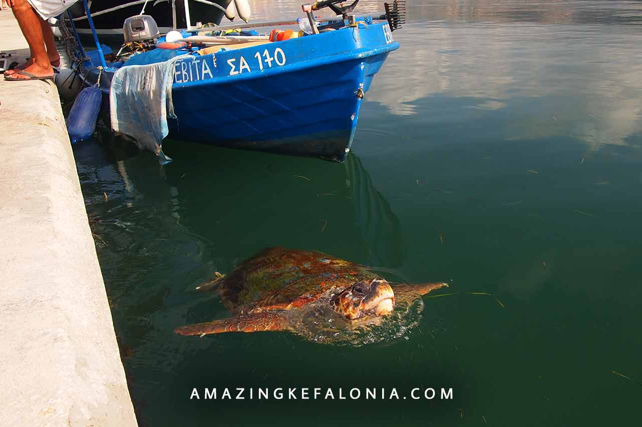 Best turtle spot in Kefalonia