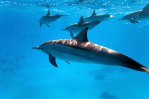 Dolphins of Kefalonia Island in Greece