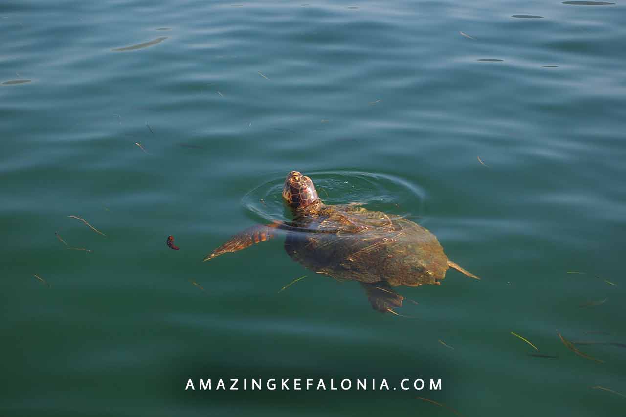 Turtles of Kefalonia Island Greece
