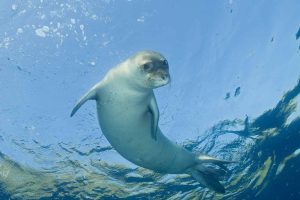 Kefalonia Seals Mediterranean Monk Seal