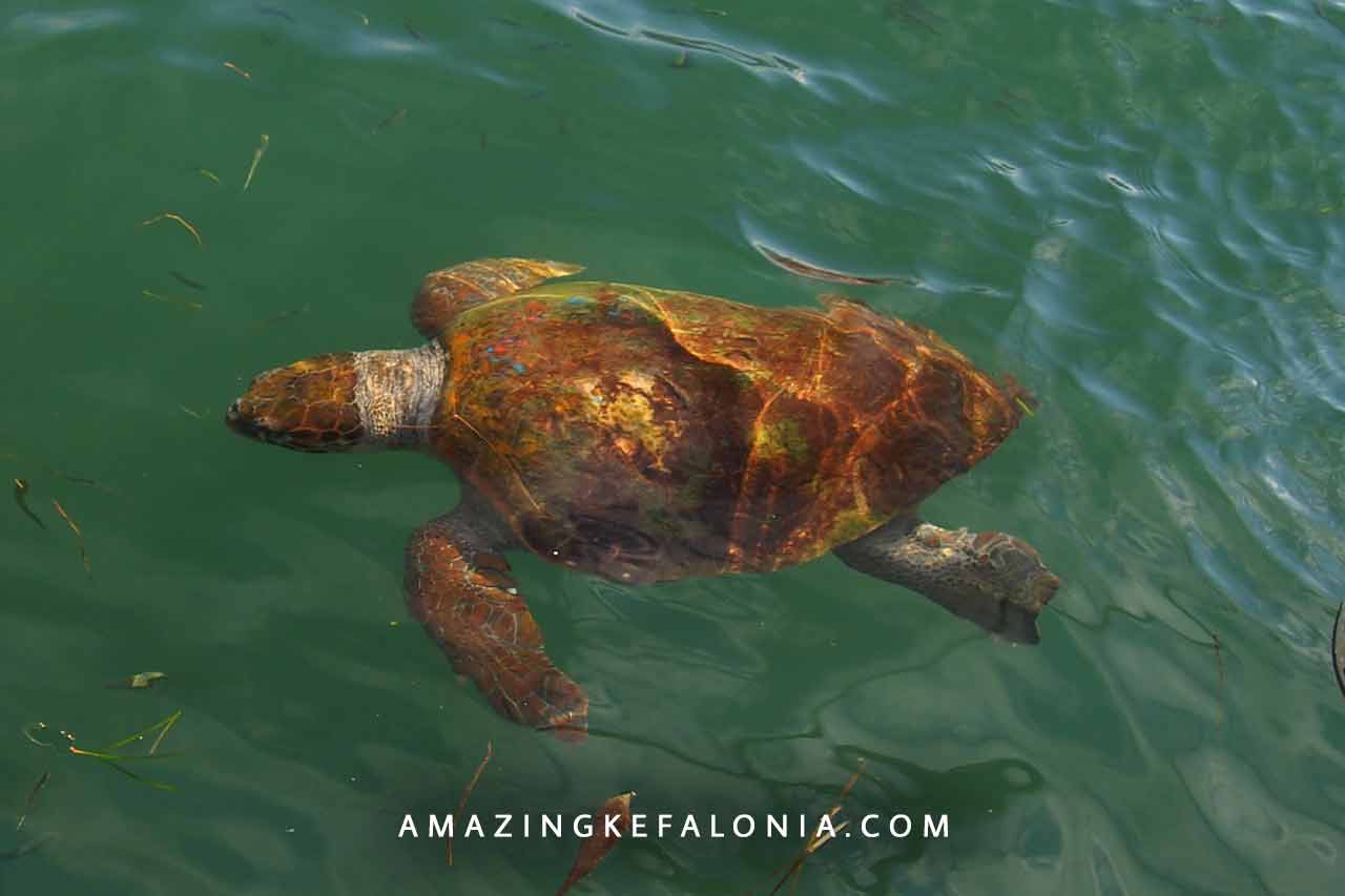 Caretta Caretta loggerhead turtles in Kefalonia Island Greece