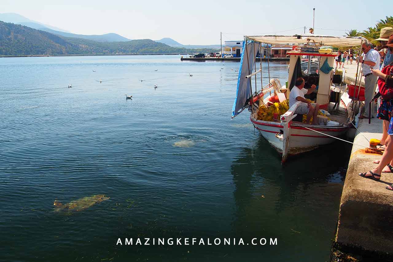 Argostoli turtle watching spot
