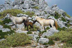 Wild horses of Ainos in Kefalonia island